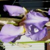 Iris blau 010 556X556.jpg