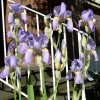 Iris blau 015 600X600.jpg