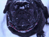 neue.gif