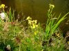 Teich 3 600X449.jpg