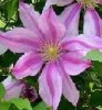 clematis nelly moser1.jpg