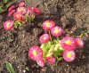 Bellis 450X369.jpg