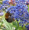 Ceanothus mit Biene.jpg