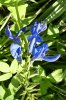 Salvia 400X600.jpg