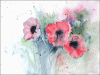 Â©30_40 Anemonen.gif