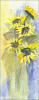 Â©2050_Sonnenblumen.gif