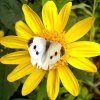 Bilder zum Entwickeln, neu 007 450X450.jpg