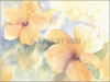 Â©30_40 apricot Hibiskus.gif