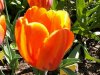 orange tulpe.JPG