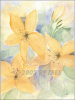 Â©30_40 apricot Lilien.gif