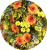 blumenhornausschnitt 4) mittel.gif