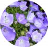 Ausschnitt3 Glockenblume 450X442.jpg