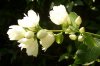 Jasmin 0014 600X400.jpg