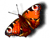 Schmetterling 4, beweglich.png