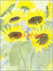 Â©30_40 Sonnenblumen1.gif