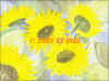 Â©30_40 Sonnenblumen4.gif