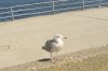Hooksiel-Urlaub 141 400X266.jpg