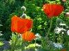 Mohn4.JPG