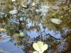 Schmetterlingsgarten 050 Kopie.JPG