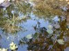 Schmetterlingsgarten 051 Kopie.JPG