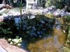 Schmetterlingsgarten 049 Kopie.JPG