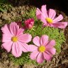 Cosmea 0027 500X500.jpg