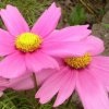 Cosmea 0023 454X454.jpg