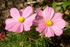 Cosmea 0025 500X338.jpg