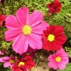 Cosmea 0008 500X500.jpg