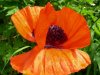 mohn.JPG