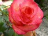rose1.JPG