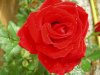 rose3.JPG