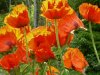 mohn1.JPG