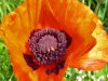 mohn2.JPG