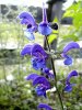 Salvia1.jpg
