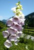 Digitalis.jpg
