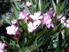 Schmetterlingsgarten 047 Kopie.JPG