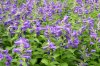 Glockenblumenwiese  600X400.jpg