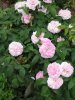 heckenrose.JPG