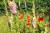 Blumenwiese 100X66.jpg