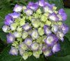 Hortensie blau 0001.jpg