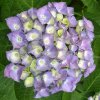 Hortensie blau 0002.jpg