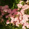 Stammrosen 0005.jpg