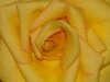gelbe rose.jpg
