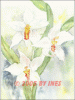 Â©30_40 Orchidee.gif