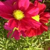 Cosmea 001 375X375.jpg