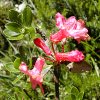 Bew.Alpenrose.jpg
