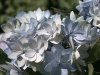 hortensie_blau_weiss_400q.jpg