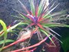 Tillandsia brachycaulus multiflora.JPG