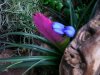 Tillandsia cyanea.JPG